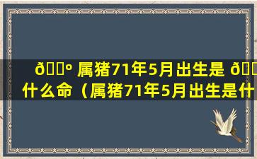 🐺 属猪71年5月出生是 🐈 什么命（属猪71年5月出生是什么命格）